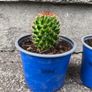 Mammillaria Cactus Image 4