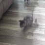 6 kittens Image 5