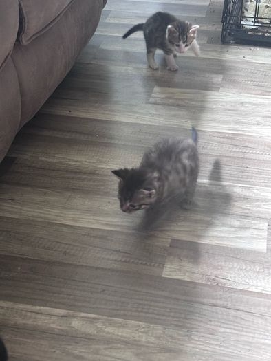 6 kittens
