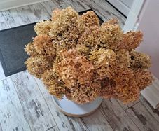 dried hydrangeas ...huge bunch. Dried this year.. Appprox  24 stems. 60 cms high and 70 wide as per this photo..