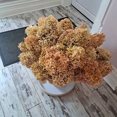 dried hydrangeas ...huge bunch. Dried this year.. Appprox  24 stems. 60 cms high and 70 wide as per this photo..