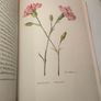 Old Carnations and Pinks First Edition Image 7