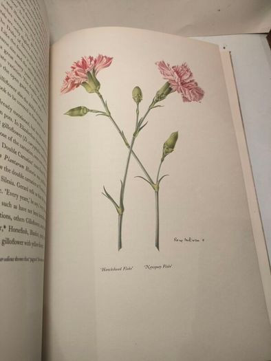 Old Carnations and Pinks First Edition