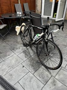 ridley triton