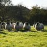 Perth / Scotch Blackface Ram Lambs Image 8
