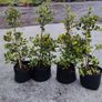 Hedging in Variety in 3 litre pot from 5 euro Image 4