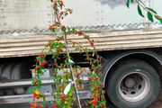 Cotton hybrid Pendula