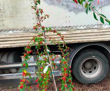 Cotton hybrid Pendula