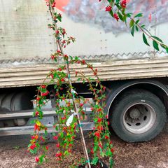 Cotton hybrid Pendula