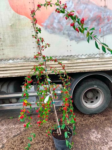 Cotton hybrid Pendula