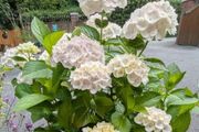 Hydrangea