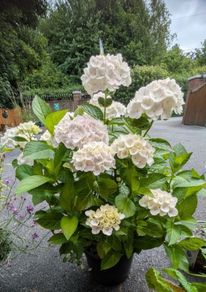 Hydrangea
