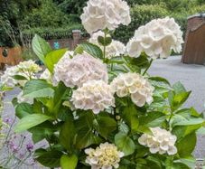 Hydrangea