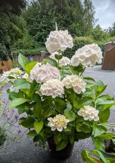Hydrangea
