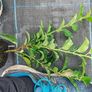 Portuguese Laurel Image 6