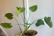 Monstera deliciosa