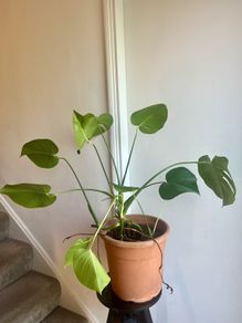 Monstera deliciosa
