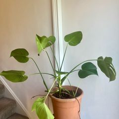Monstera deliciosa