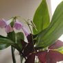 Cast-Iron Plant (Aspidistra elatior) and purple shamrock plant in the ceramic pot Image 2
