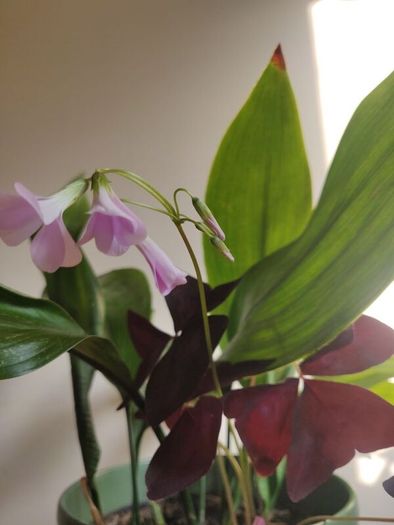 Cast-Iron Plant (Aspidistra elatior) and purple shamrock plant in the ceramic pot