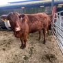 7 organic incalf heifers Image 4