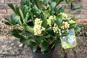 Skimmia Jap. Temptation Alba