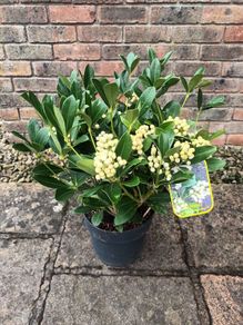 Skimmia Jap. Temptation Alba