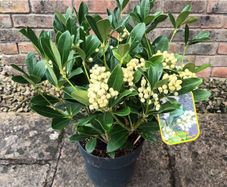 Skimmia Jap. Temptation Alba