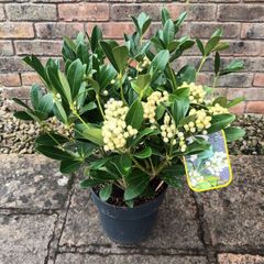 Skimmia Jap. Temptation Alba