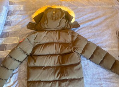 Canada goose