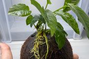 Coconut with Two Anubias Plants