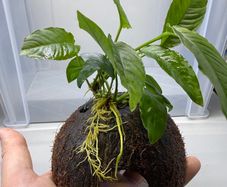 Coconut with Two Anubias Plants