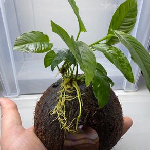 Coconut with Two Anubias Plants