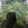 christmas tree Image 2