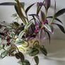 3 Tradescantias in one pot. Trailing house plants. Image 6