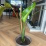 Strelitzia (Bird of Paradise) Indoor Plant Image 2