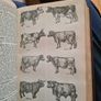 The Modern University Encyclopaedia  1957 LARGE VOLUME BOOK. Image 7