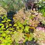 Hydrangeas Image 10