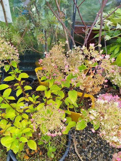 Hydrangeas