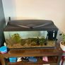 Tropical fish tank Image 6