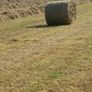 Hay for sale Image 4