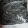 Out of Your Tree/ Dominic Lee/ 2005/ Signed Image 6