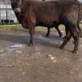 Angus/Charolais Heifers Image 3