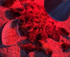 Day old chicks and ducklings