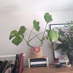 Plant and Pot