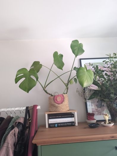 Plant and Pot
