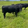 AA Bull Image 2