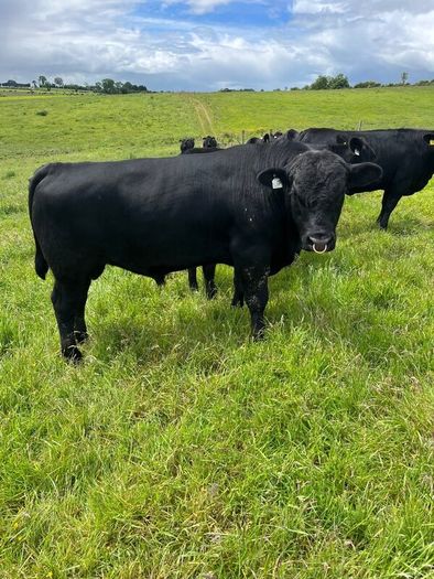 Aberdeen Angus Bull