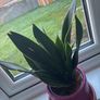 Plant Image 2