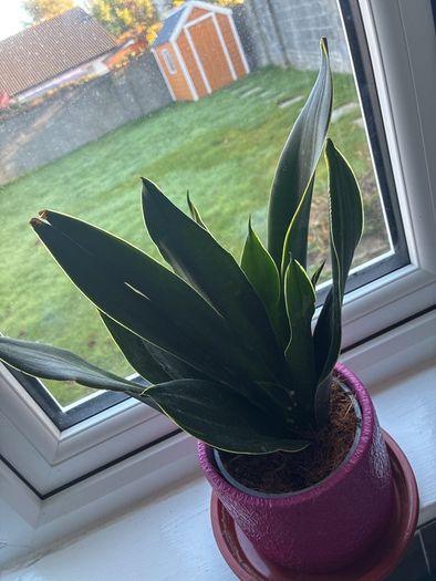 Plant